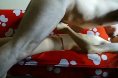 Live ABG Bispak Jakarta Hotel Bintang Lima Skandal Viral